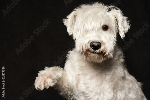 cute white schnauzer dog © baiajaku