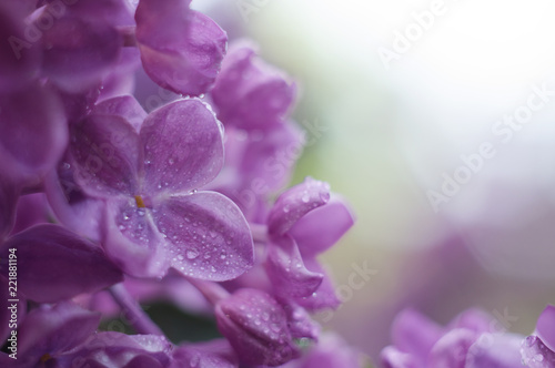 Floral border with beautiful purple lilac blooming in the sunny day. Romantic banner with flowers and bokeh background