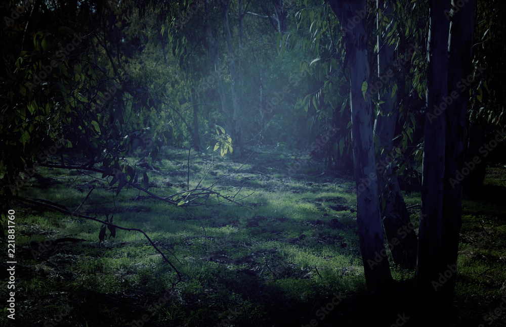 Fototapeta premium mysterious background of dark and haunted forest.