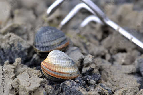 Bigorneaux et rateau de pêche photo