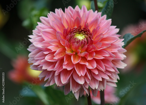 Fototapeta Naklejka Na Ścianę i Meble -  Beautiful Dahlia Flower - Warm Autumn Color Space