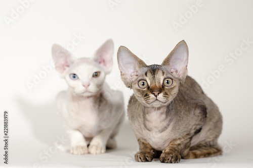 Vászonkép Devon Rex Kittens