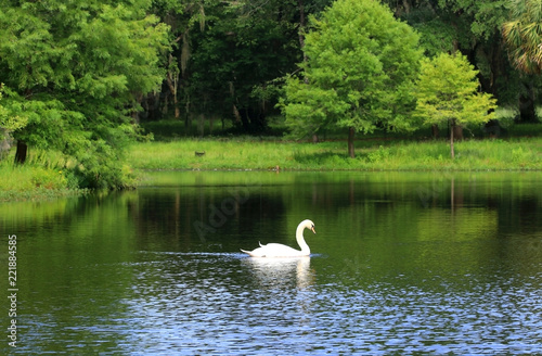 Fototapeta Naklejka Na Ścianę i Meble -  Beautiful summer and wildlife nature background. Landscape in green colors with beautiful white swan on a lake.