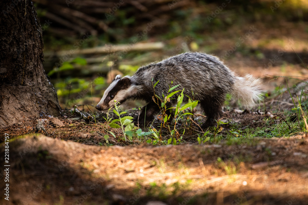 Naklejka premium Badger in forest, animal in nature habitat, Germany, Europe. Wild Badger, Meles meles, animal in the wood. Mammal in environment, rainy day.