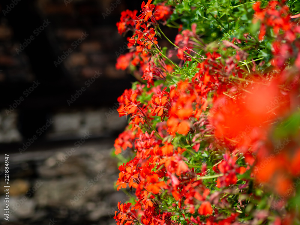 Red flowers along a wall with stylistic blur effect Red flowers along a wall with stylistic blur effect