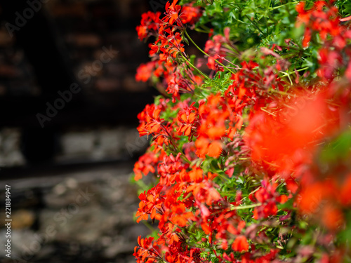 Red flowers along a wall with stylistic blur effect