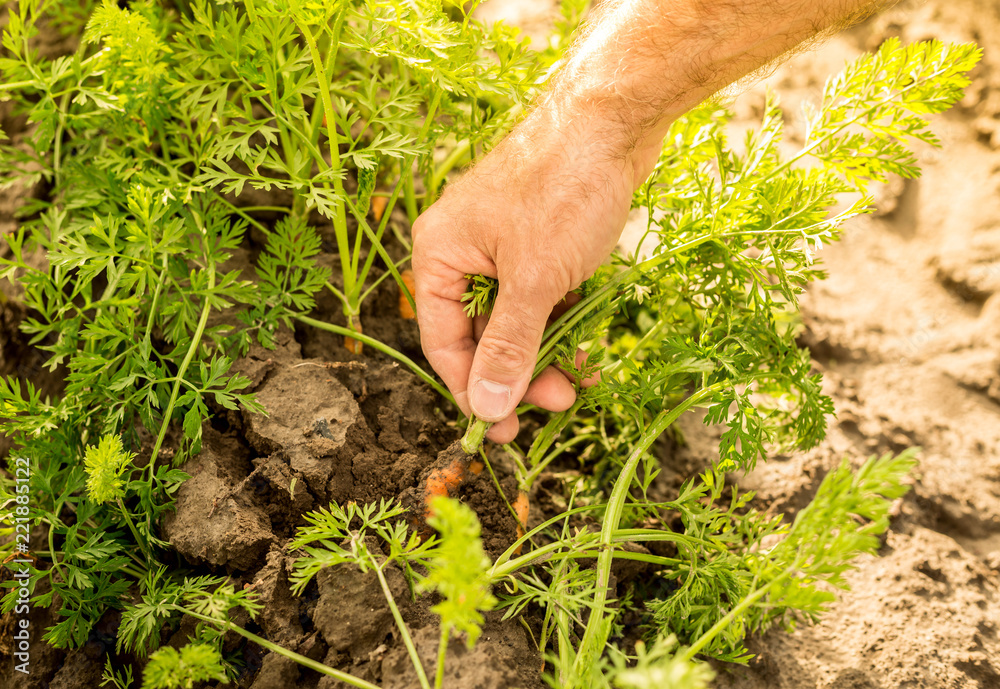Farmer's hand pulling carrot from the field - agriculture Farmer's hand pulling carrot from the field - agriculture