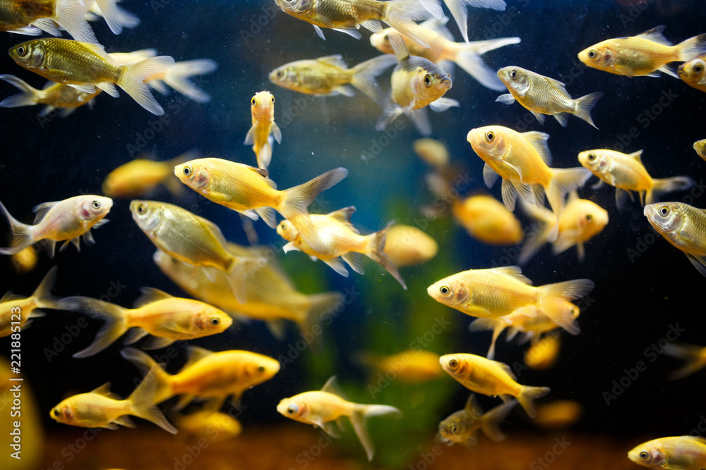 A flock of Goldfish swim in an aquarium A flock of Goldfish swim in an aquarium