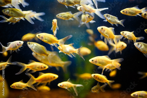 A flock of Goldfish swim in an aquarium