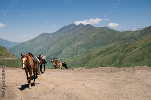 Horses climb on a mountain hill. Landscape of mountains with horses.