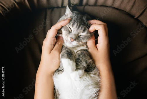 gray striped cat with woman's hand in brown bed