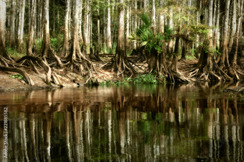 A pristine stand of native bald cypress trees reflect in the still waters of Fisheating Creek  near Palmdale  Florida