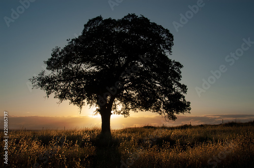 A live oak is silhouetted in front of the golden light of sunset with backlit grasses in Upper Bidwell Park, Chico, California.