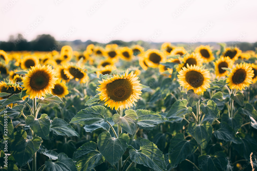 Sunflower Field. Off The Sun, Until The Morning