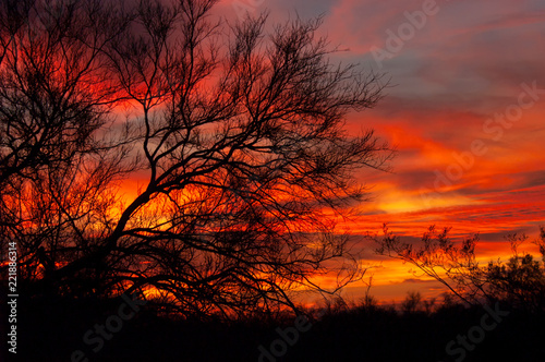 Wallpaper Mural An intensely colorful sunset behind a silhouetted mesquite tree in the Sonoran desert of Arizona. Torontodigital.ca