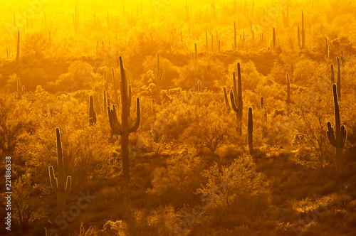 Wallpaper Mural Yellow haze in late day backlights saguaro cactus plants in the Superstition Mountains of Arizona. Torontodigital.ca