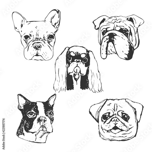 Dog vector illustration. Hand drawn dog portraits. Sketch of purebred small dogs. T-shirt print idea for dog lovers. Elements for dog club logo design.