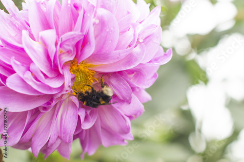 black shaggy bumblebee sitting on a pink flower