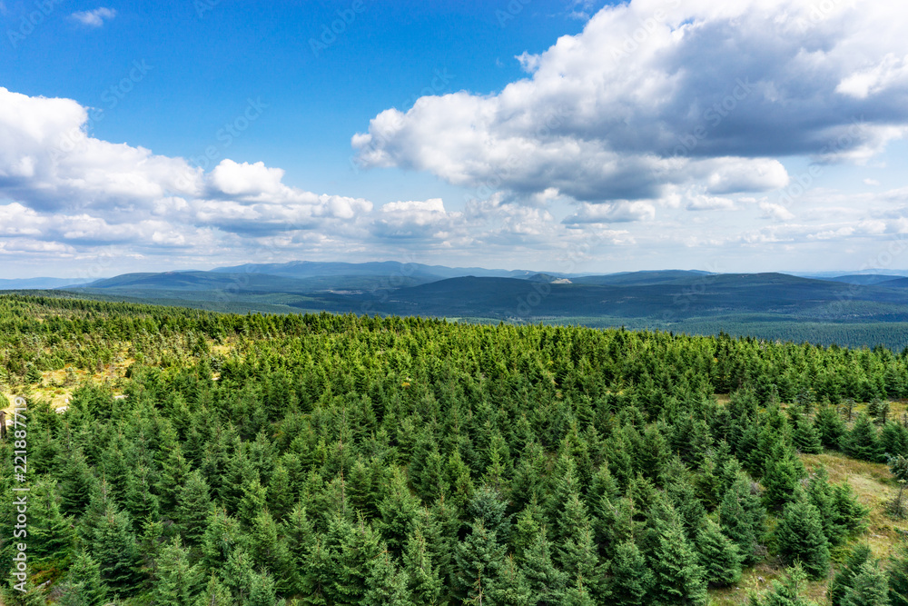 A picturesque view to the top of the mountain in the Czech Republic, a forest in the mountains, dry trees
