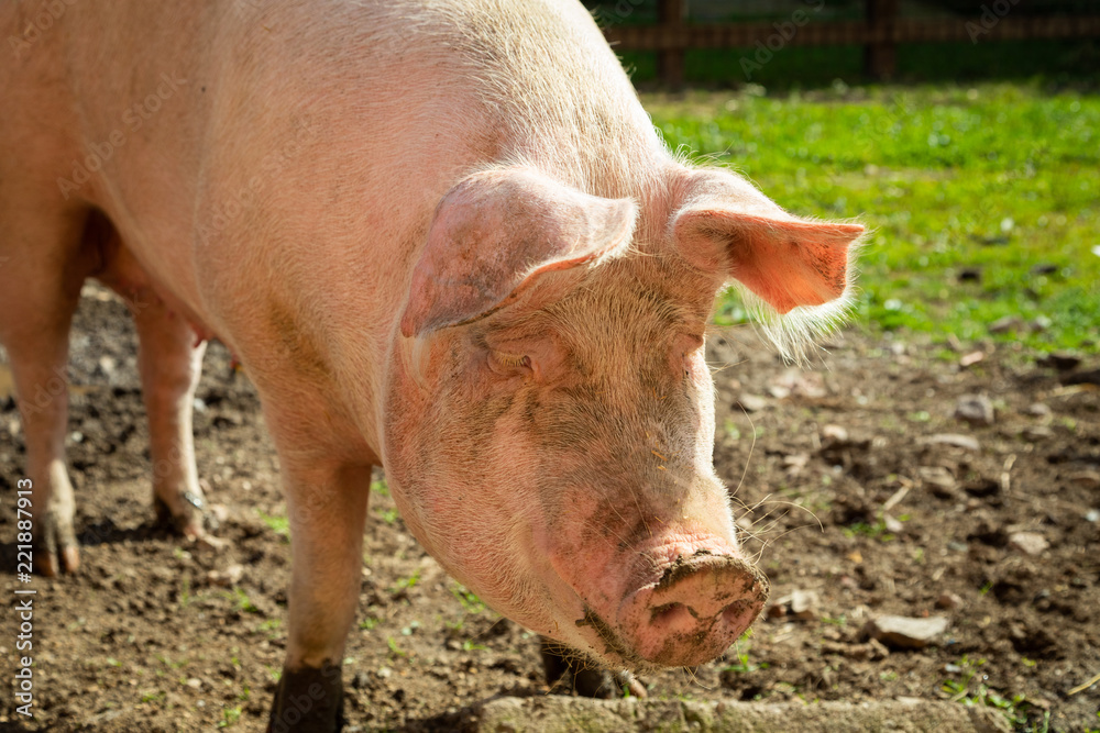Schweinezucht - Glückliches Bio-Schwein auf dem Biohof Schweinezucht - Glückliches Bio-Schwein auf dem Biohof