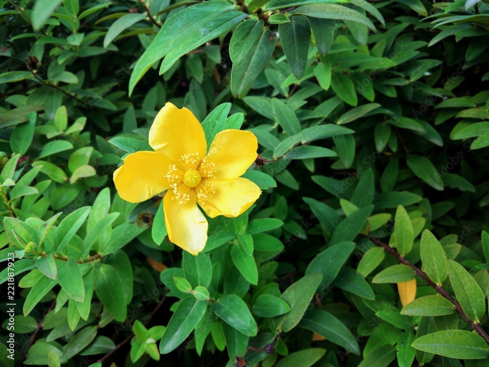 Blooming yellow flower on a green background of leaves Blooming yellow flower on a green background of leaves