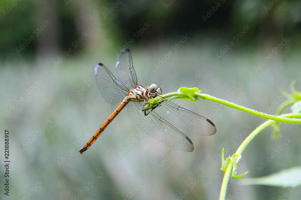 Dragonfly sitting on a small stick Dragonfly sitting on a small stick