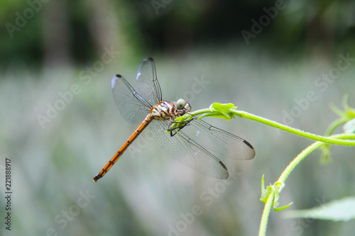 Dragonfly sitting on a small  stick © jerry1822