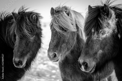 Islandic Horse