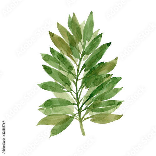 Green watercolor leaf.