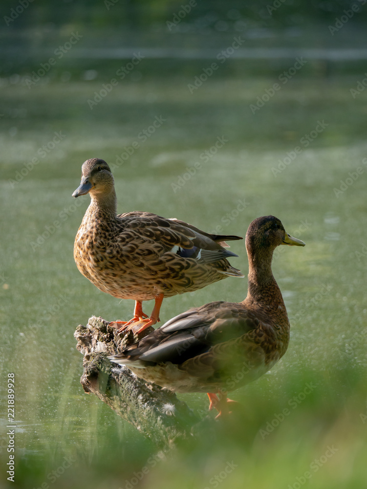Two mallards by water. Two Wild ducks by the lake