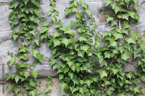 Creeper on the wall