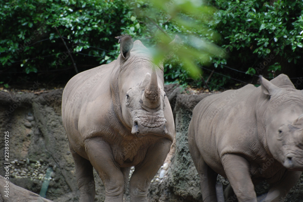 Fototapeta premium Fantastycznie wyglądający nosorożec stojący obok drugiego
