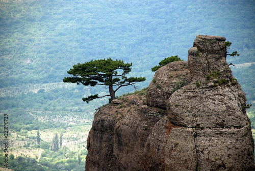 Bonsai like pine tree on the rock