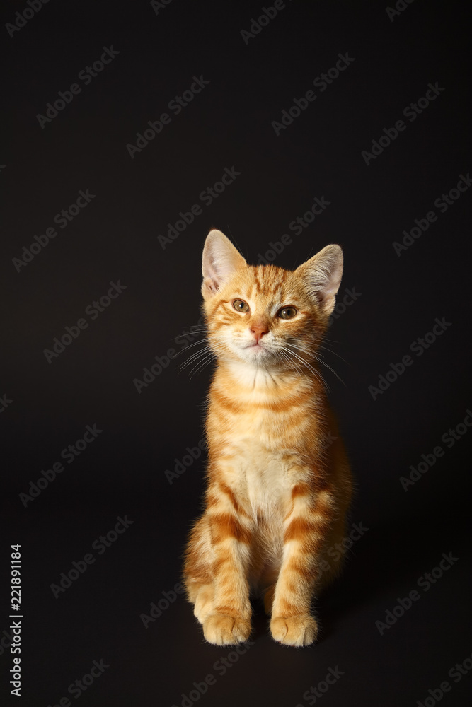 Ginger mackerel tabby kitten isolated on a black background