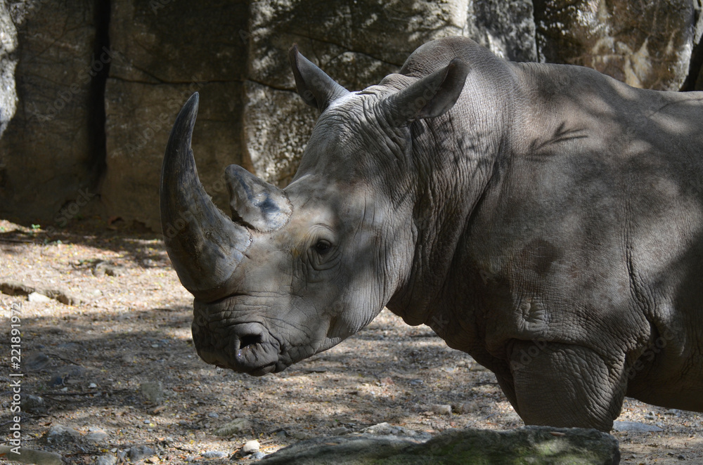 Fototapeta premium Fantastyczny profil nosorożca z długim rogiem