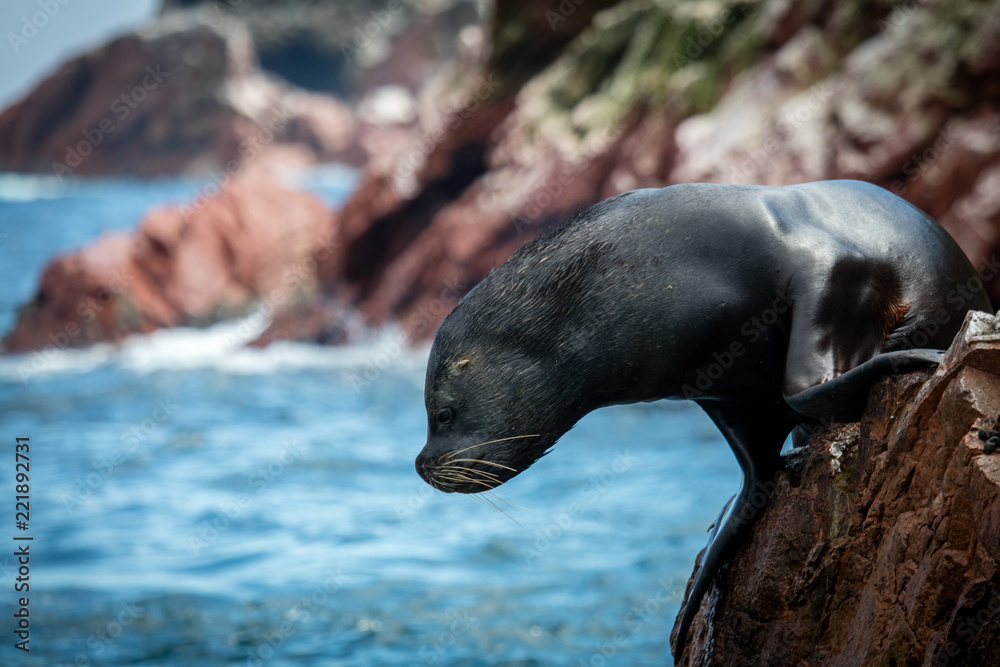 Obraz premium Sea Lions