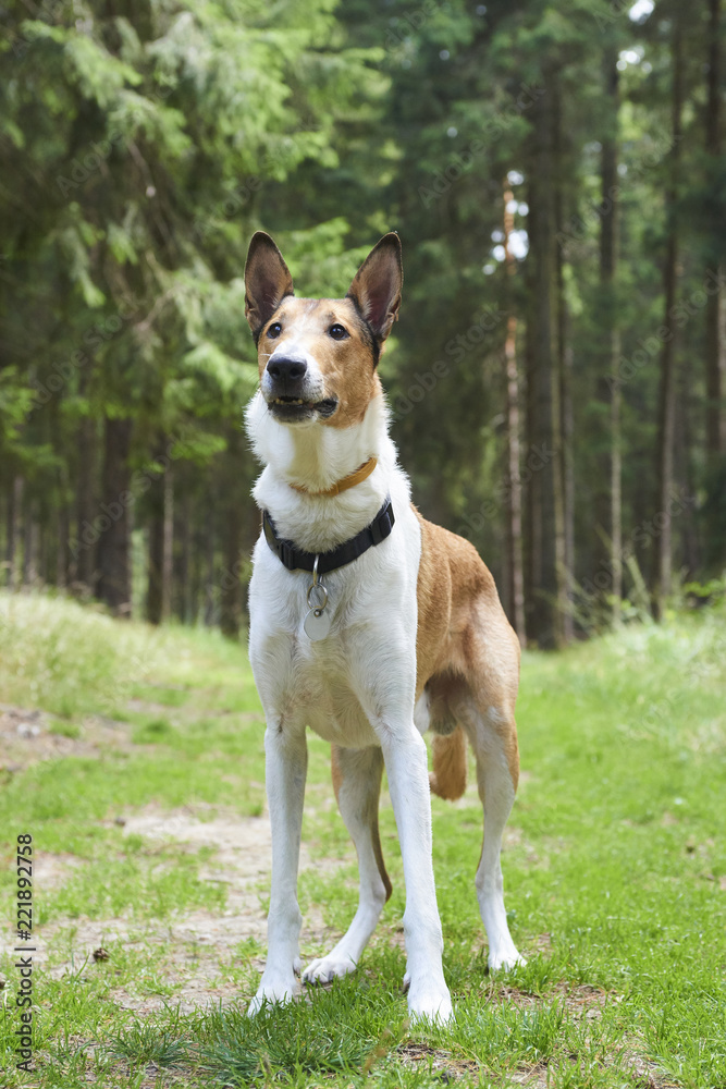 Smooth collie in forrest