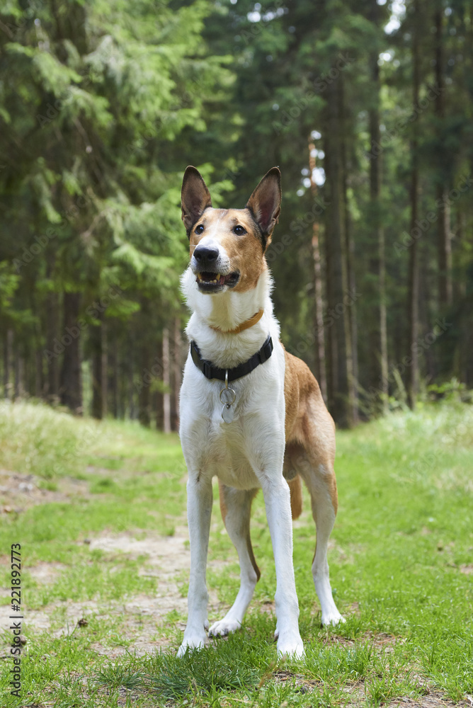 Smooth collie in forrest