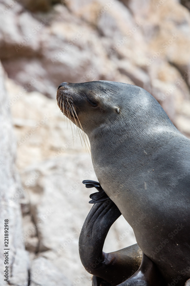 Obraz premium Sea Lion Close Up