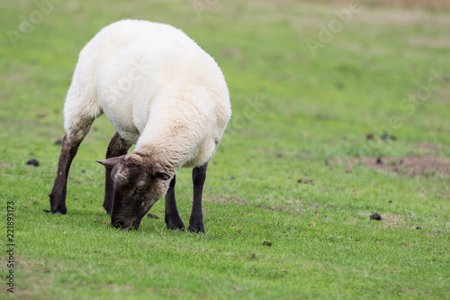 Sheep eating grass in a field