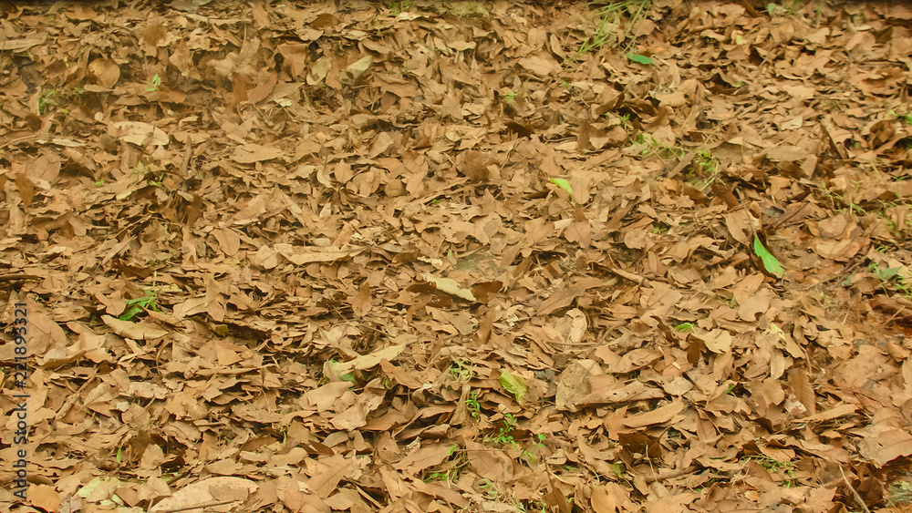 Quagmire Swamp Autumn Leaves Background, Quagmire Swamp Autumn Leaves Background,