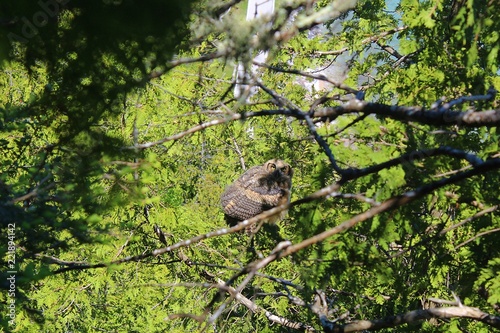 Owl In Tree