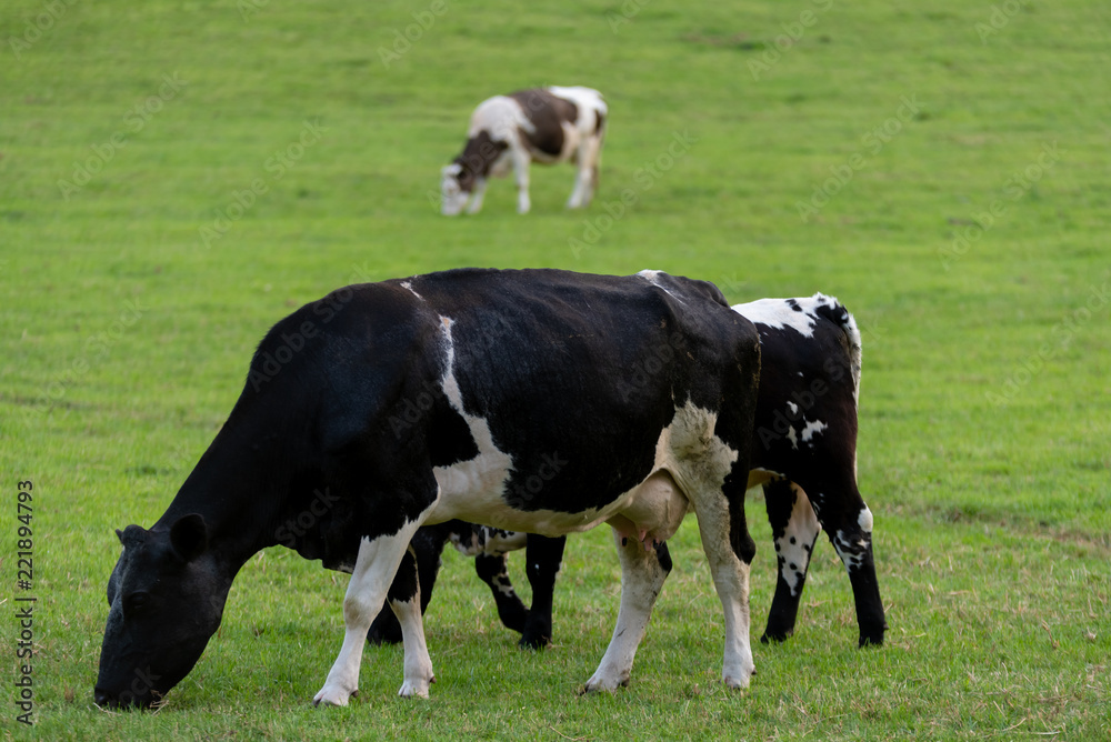 cow on the field