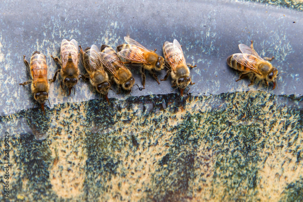 Honey bees drinking water from a bird bath. Like most other animals, the bodies of honey bees
