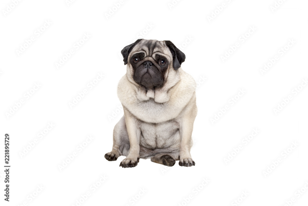 beautiful pug puppy dog sitting down with sweet face, isolated on white background beautiful pug puppy dog sitting down with sweet face, isolated on white background