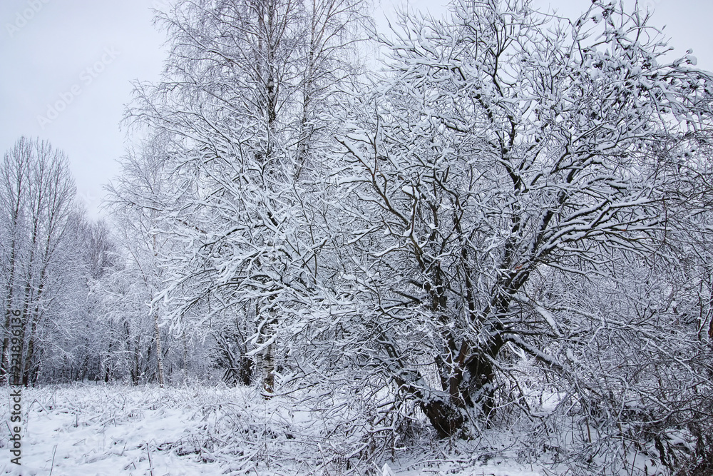 winter forest landscape sunlight snow winter forest landscape sunlight snow