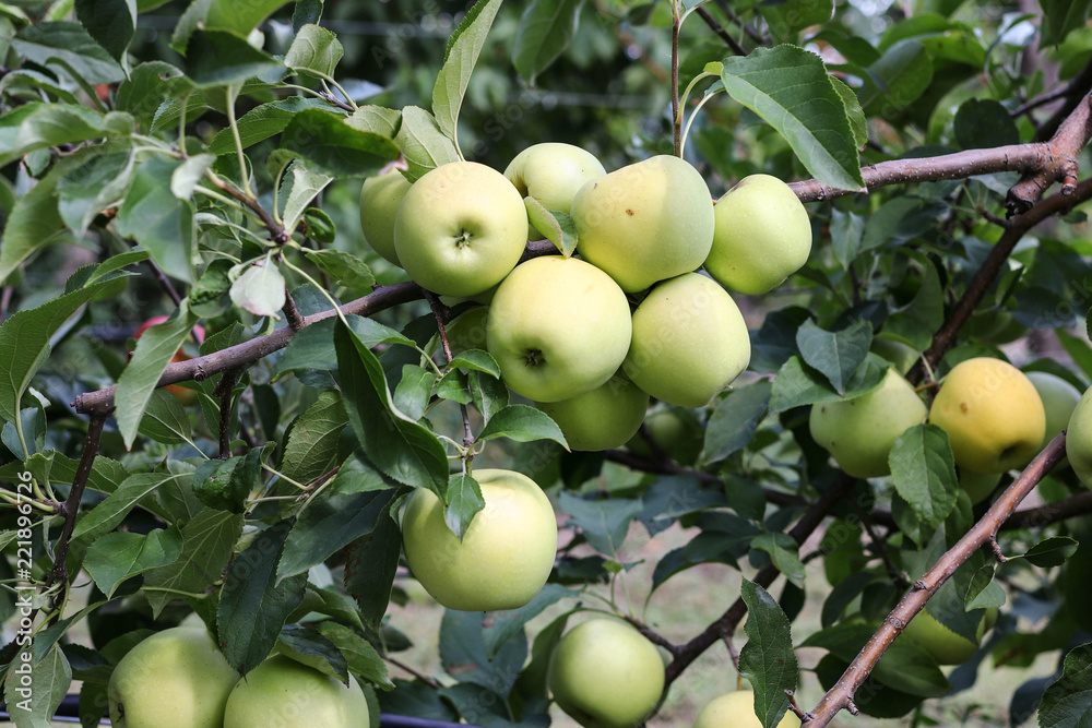 Apple trees with ripe fruits in the autumn garden Apple trees with ripe fruits in the autumn garden