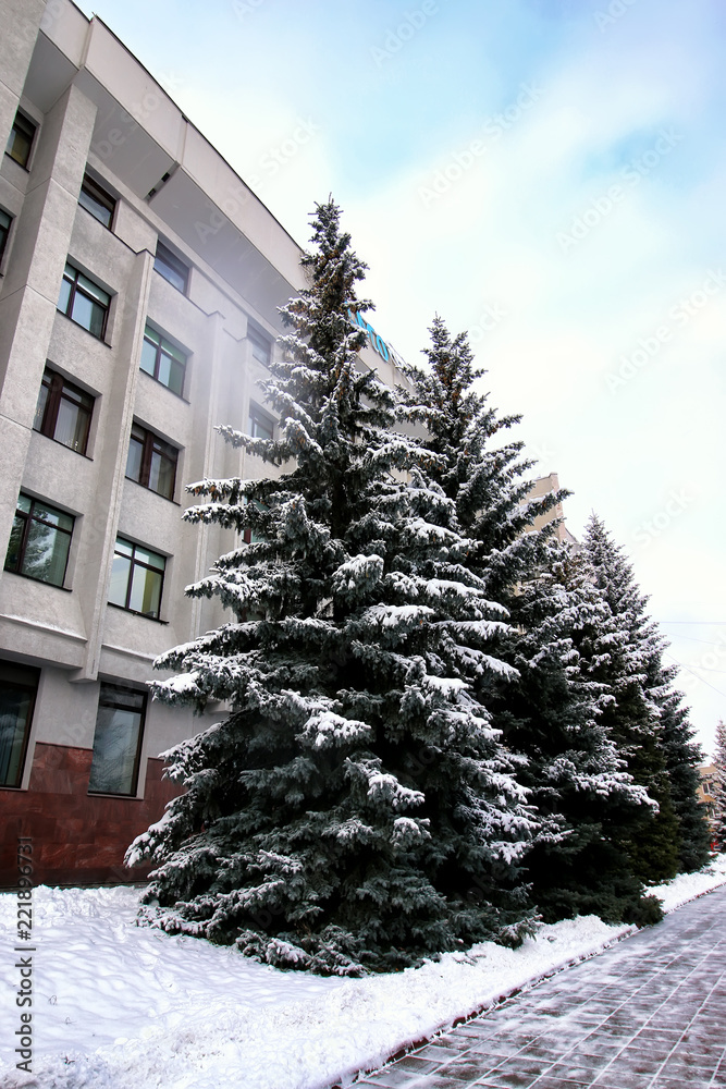 winter fir tree sunlight