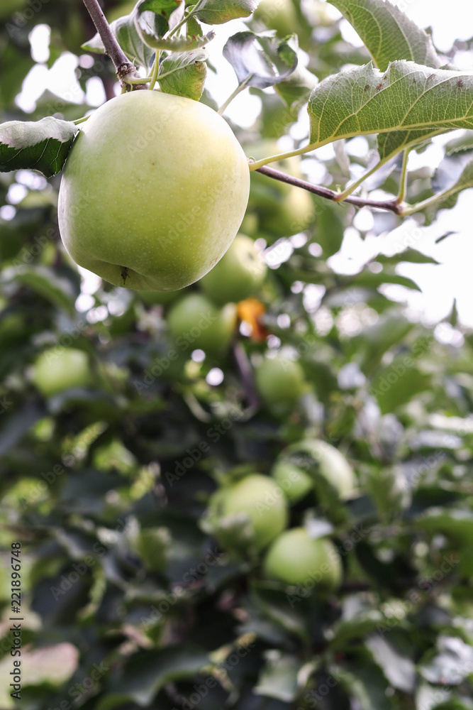 Apple trees with ripe fruits in the autumn garden Apple trees with ripe fruits in the autumn garden