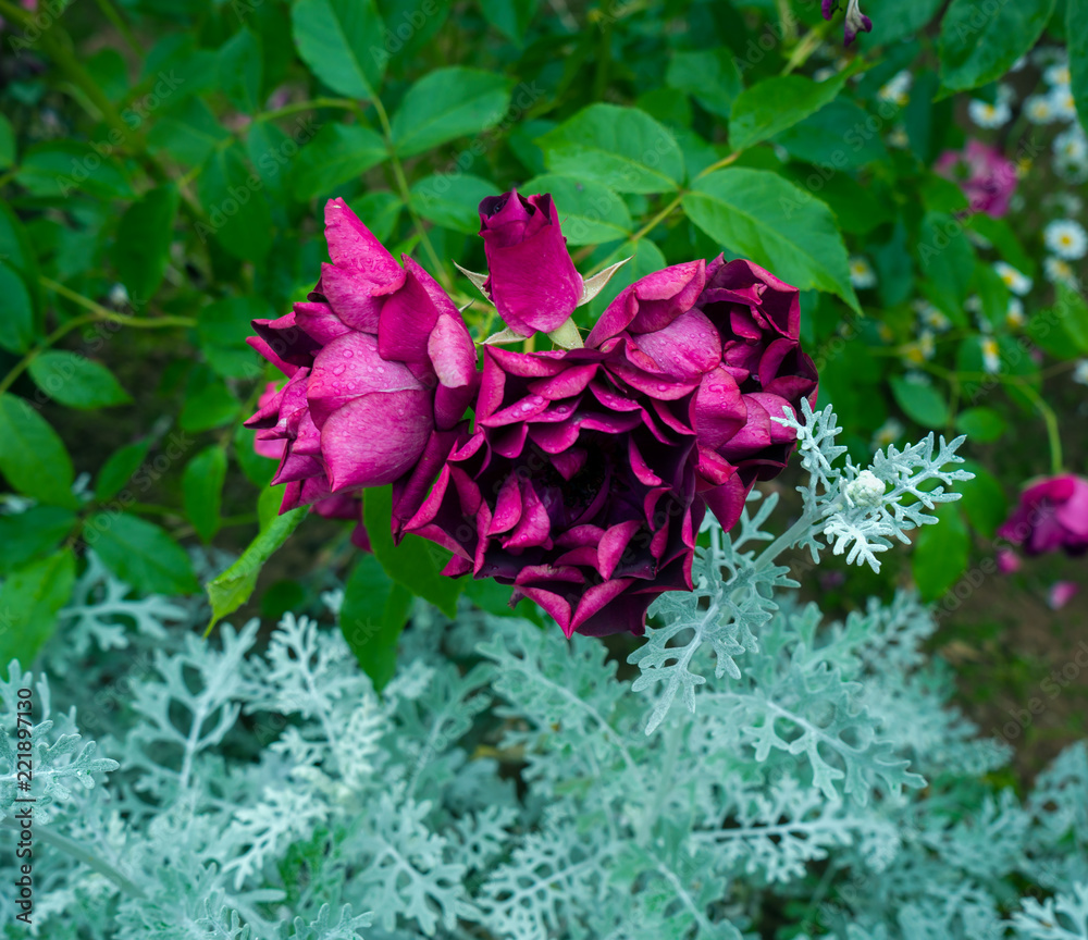 Obraz premium Beautiful burgundy purple rose in the garden
